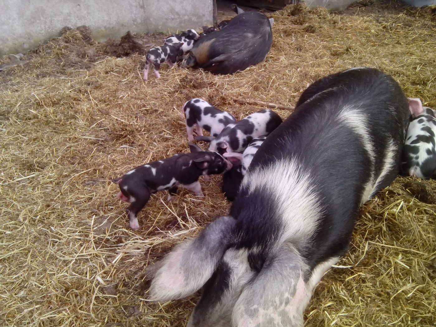 Sortbroget Dansk Landrace grise