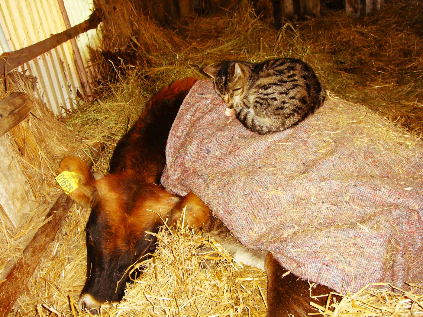 Kat sover på en kalv